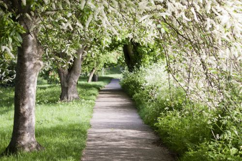 Spring Tree Lined Walk