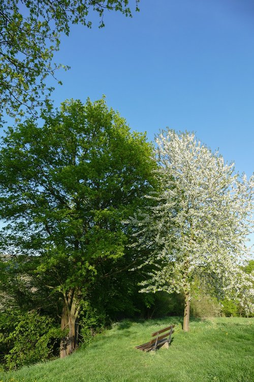 spring trees  nature  landscape
