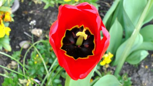 Spring Tulip Flower