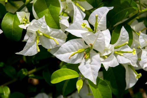 spring white flower nature