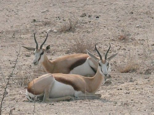 springbok antelope animals