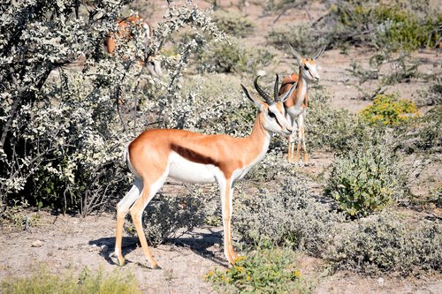springbok  antelope  etosha