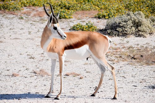 springbok  male  antelope
