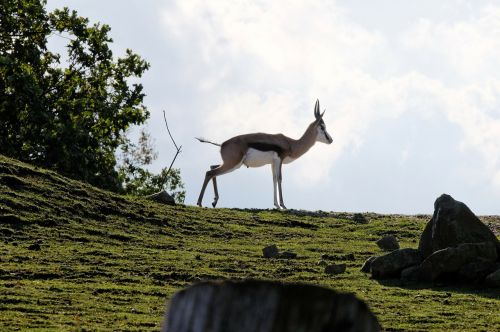 springbok hill grass