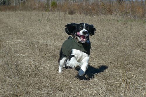 springer spaniel hunting canine