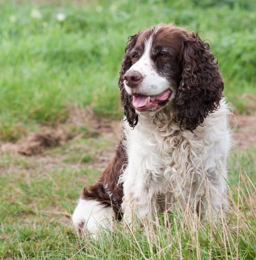 Springer Spaniel Dog