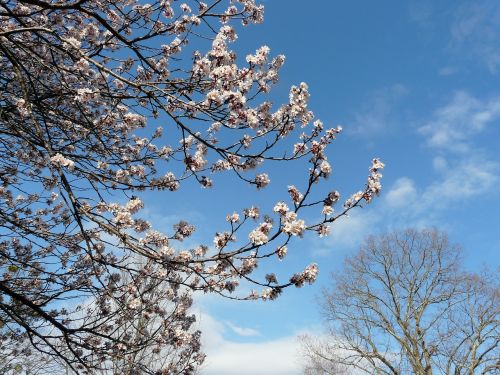 springtime tree blossoms