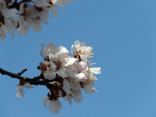 springtime tree blossoms