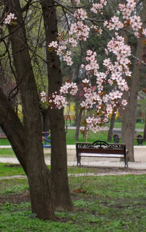 springtime flowers blooming tree