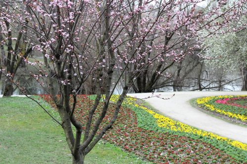 springtime tree flowers