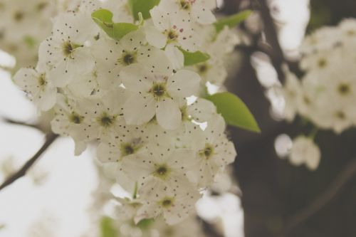 springtime flowers white