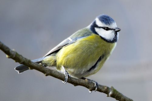 Springtime Blue Tit