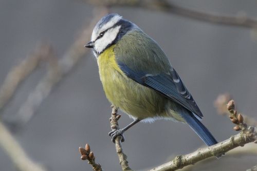 Springtime Blue Tit