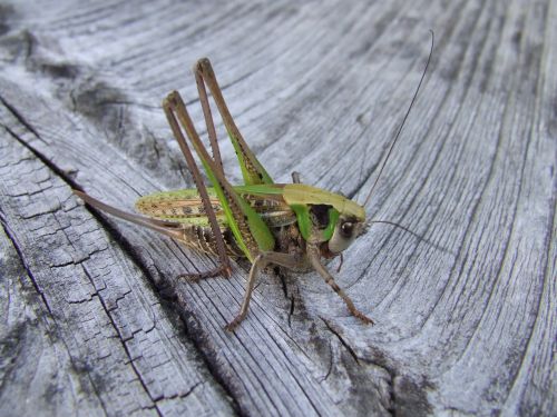 Grasshopper On Wood
