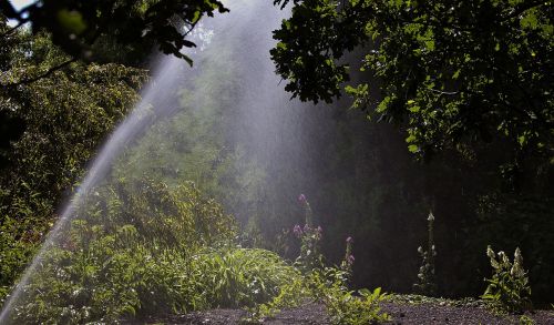 sprinkler watering woodland garden