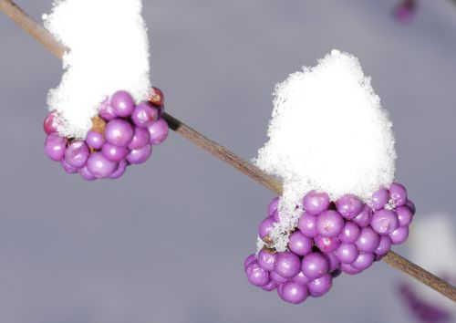 sprinkles shrub lamiaceae violet