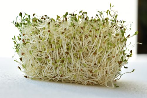 sprout germinated alfalfa