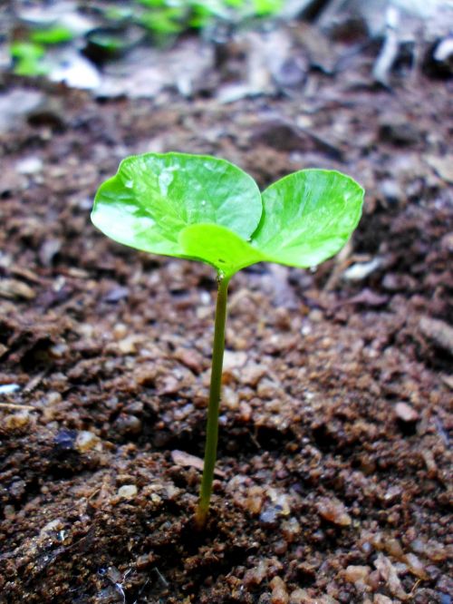 sprout leaf growing