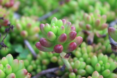 sprout macro plant small