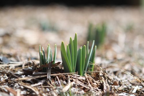 sprout bloom bud