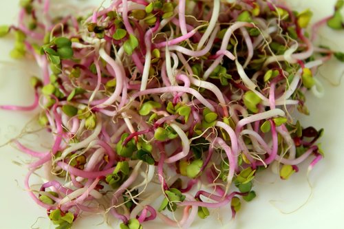 sprout vegetables  radishes  food