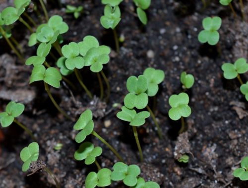 sprouts seedling mikrozelen