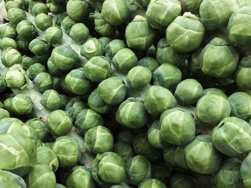 sprouts vegetable food