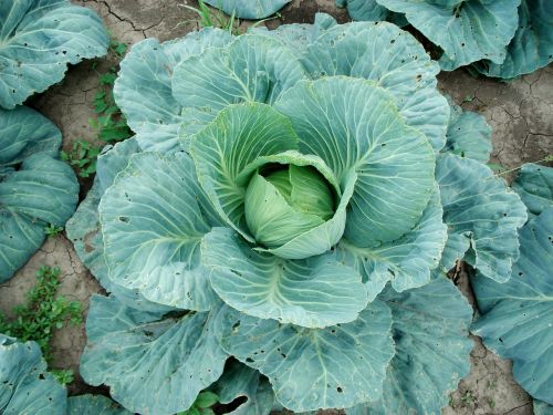 sprouts cabbage plant