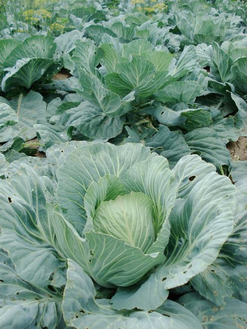 sprouts cabbage plant