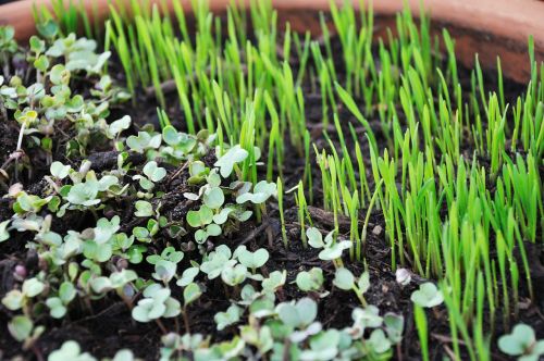 sprouts greens growing