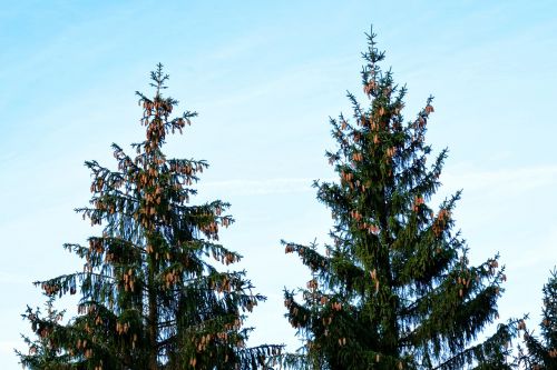 spruce tree conifer