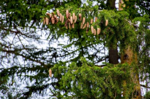 spruce cones forest