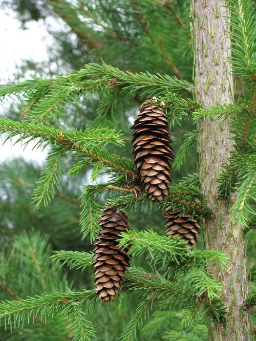 spruce pine cone needles