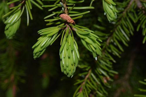 spruce branch green