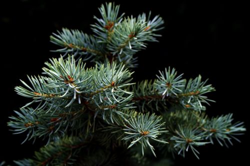 spruce christmas tree pine