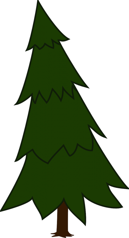 spruce fir tree evergreen