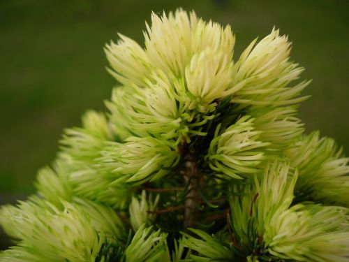 spruce tree needles