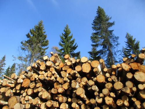 birch birch cut down forestry