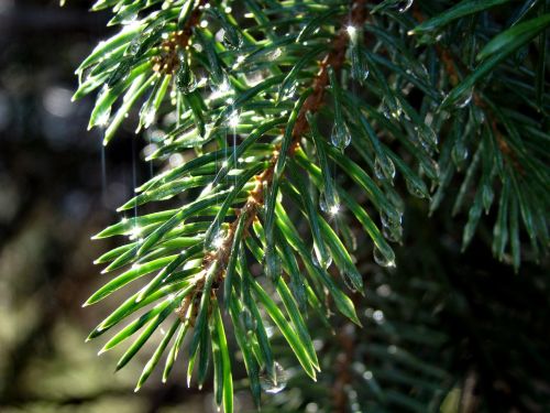 spruce needle branch