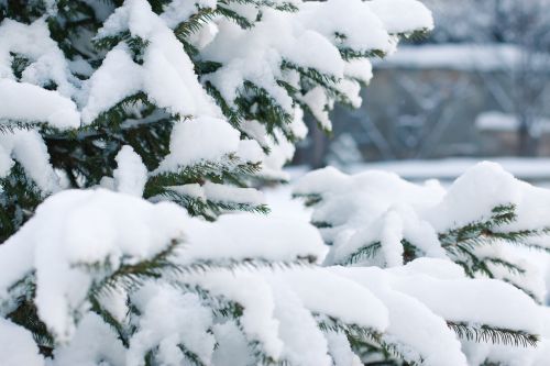 spruce snow snowfall