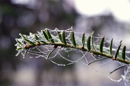 spruce cobweb ice