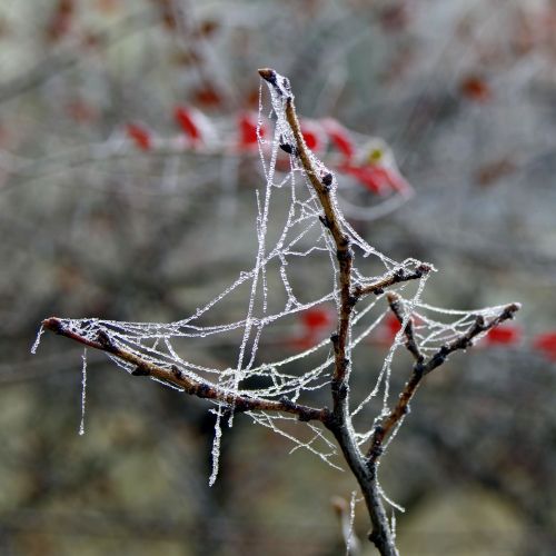 spruce cobweb ice