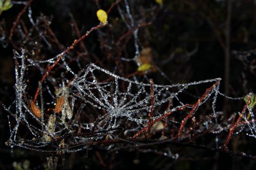 spruce cobweb ice