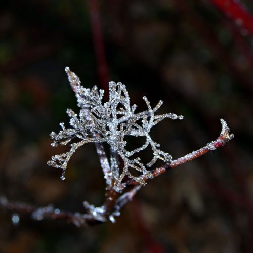 spruce cobweb ice