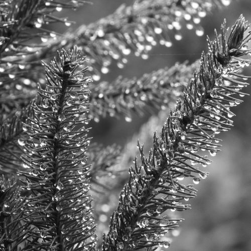 spruce evergreen tree dew