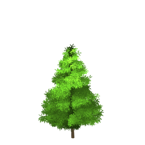 spruce tree green