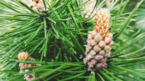 spruce macro branch