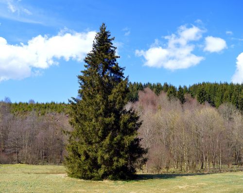 spruce conifer forest