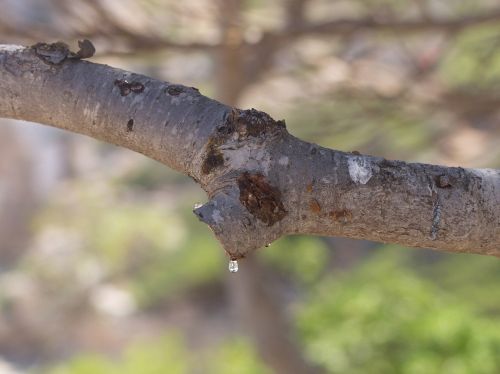 spruce drop of resin mallorca