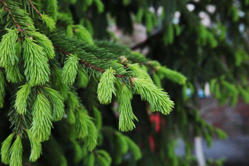 spruce green tree needles